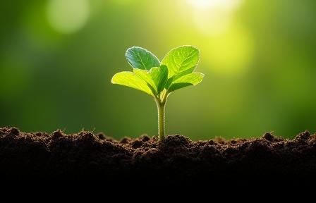 Hands holding a seedling growing from soil, symbolizing sustainability
